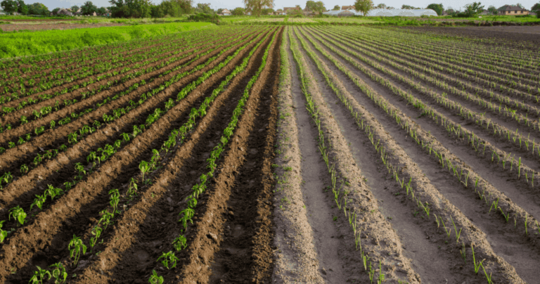 Imagem da Agroindustria