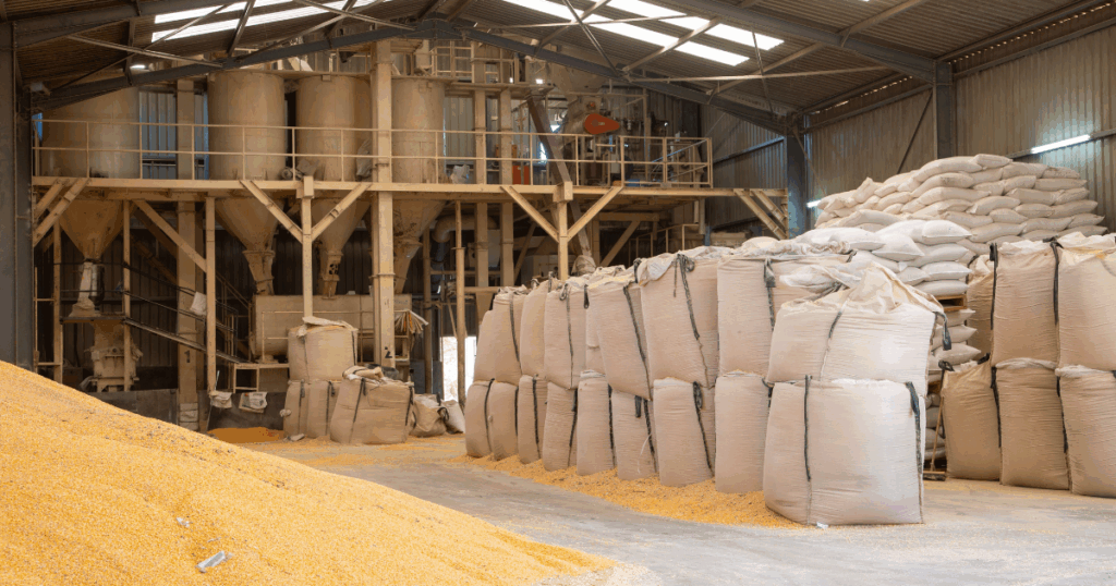 Armazém graneleiro com estrutura industrial para armazenamento e beneficiamento de grãos, apresentando grandes sacarias empilhadas, montes de milho no piso e equipamentos de processamento ao fundo, em um ambiente destinado à armazenagem e expedição da produção agrícola.